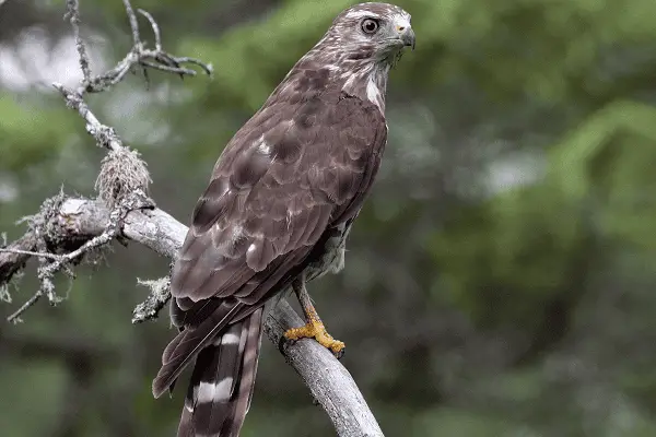 Broad-Winged Hawk