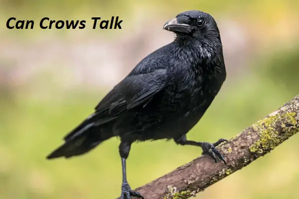 Can Crows Talk