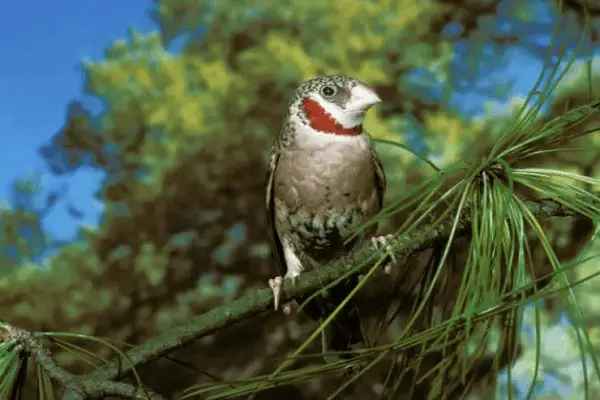 Cut-throat Finch