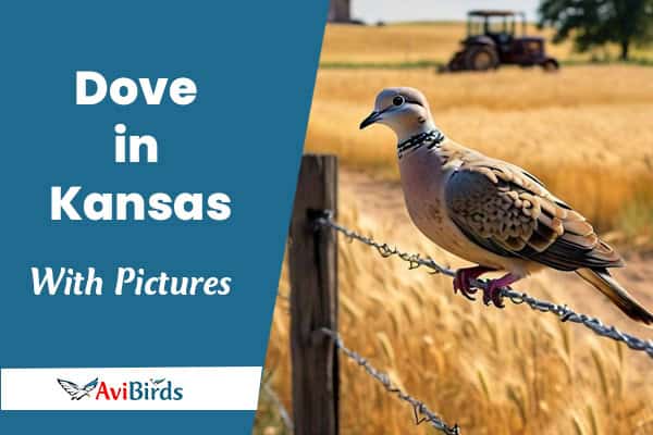 Dove in Kansas