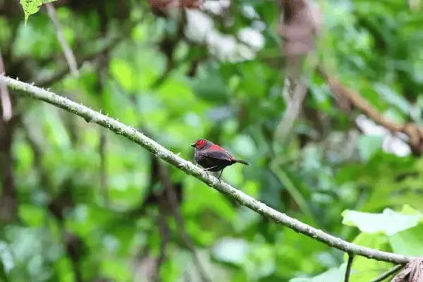 Dusky Crimsonwing