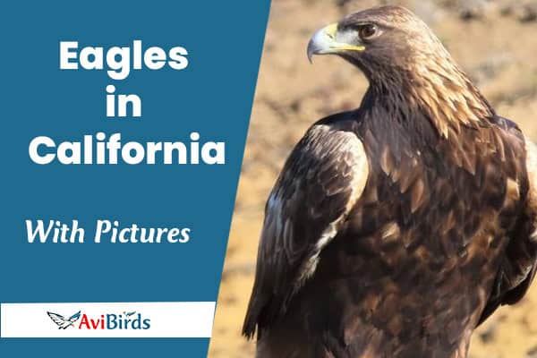 Eagles in California