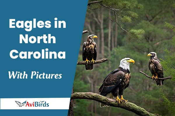 Eagles in North Carolina