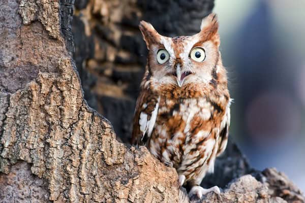 Eastern Screech-Owl