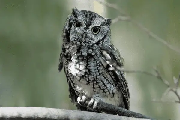 Eastern Screech-Owl