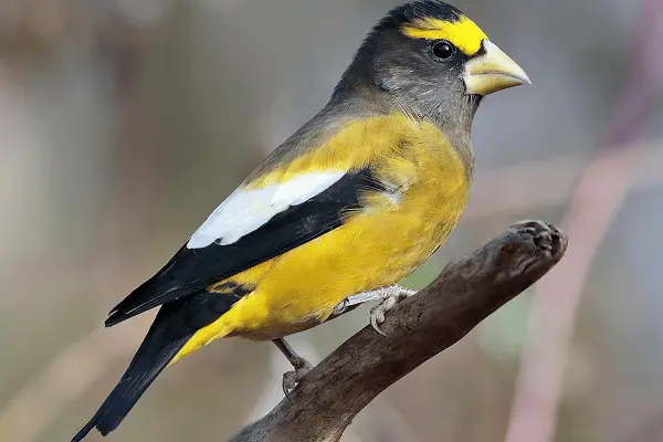 Evening Grosbeak