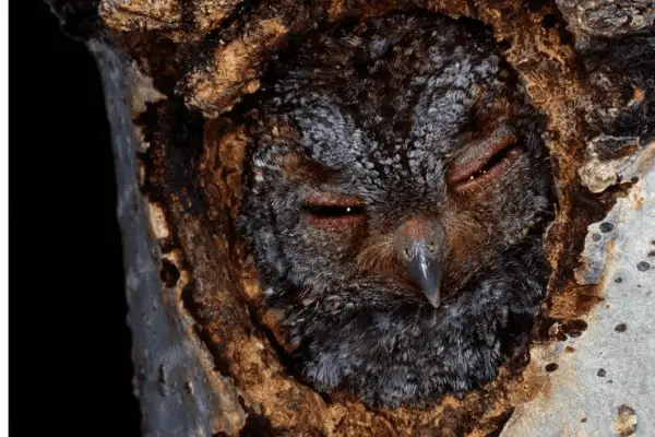 Flammulated Owl