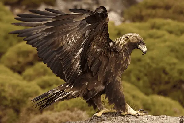 Golden Eagle