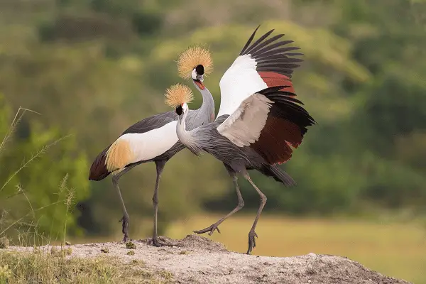 Grey Crowned Crane