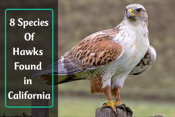 Hawks in California