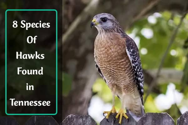 Hawks in Tennessee