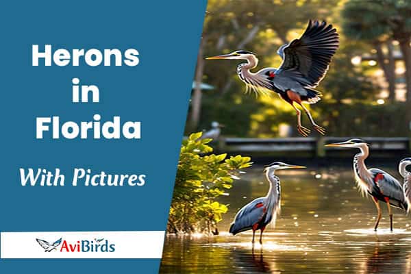 Herons in Florida