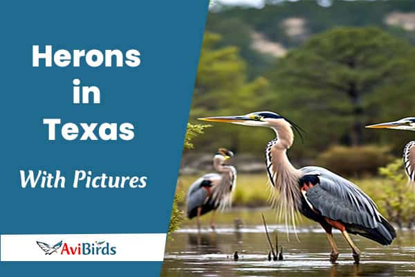 Herons in Texas