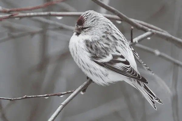 Hoary Redpoll