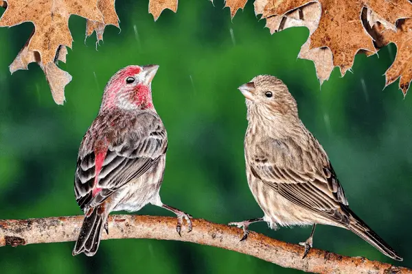 House Finch