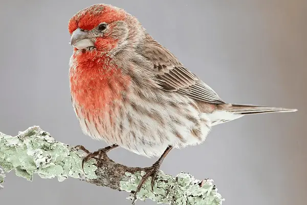 House Finch