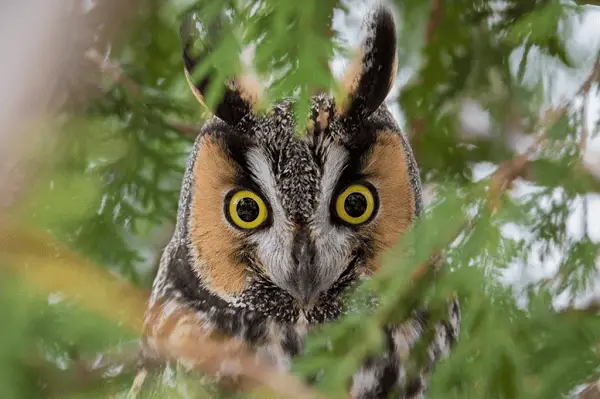 Long-eared Owl