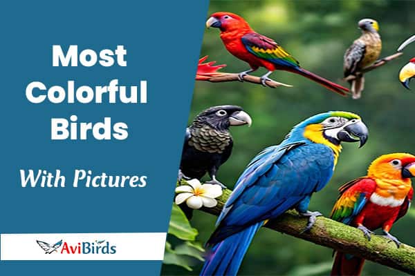 Most Colorful Birds