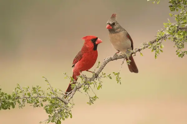 Northern Cardinal