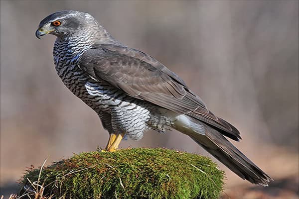 Northern Goshawk