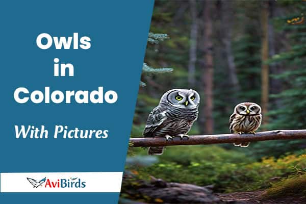 Owls in Colorado