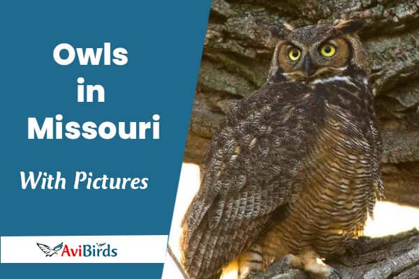 Owls in Missouri