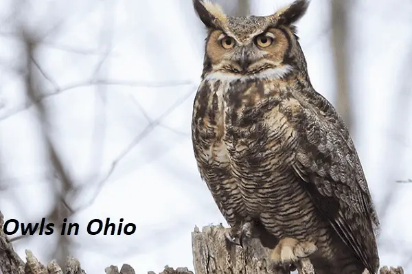 Owls in Ohio