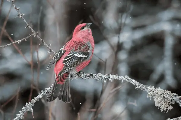 Pine Grosbeak