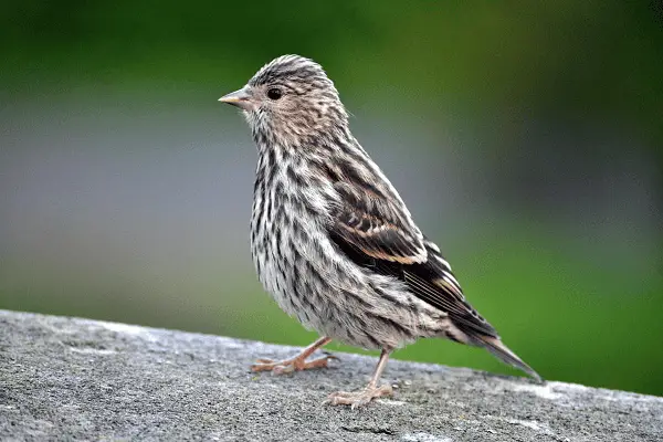 Pine Siskin