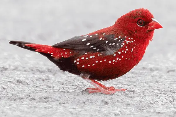 Red Avadavat