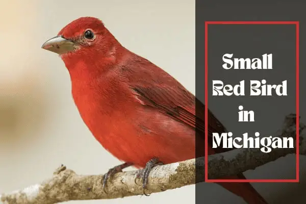 12 Types of Red Birds in Michigan (With Pictures)