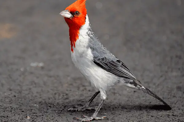 Red-crested Cardinal