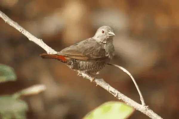 Red-faced Crimsonwing