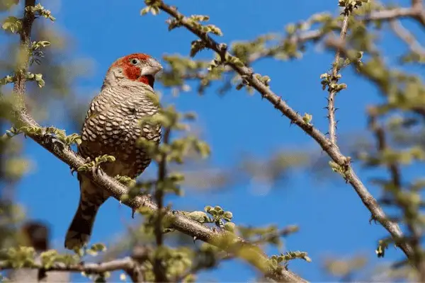 Red-headed Finch