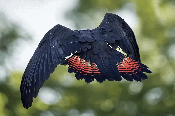 Red-tailed Black Cockatoo