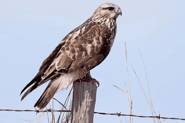 Rough-Legged Hawk