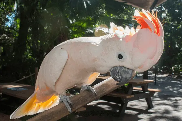 Salmon-crested Cockatoo