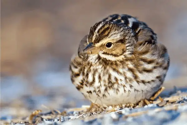 Savannah Sparrow