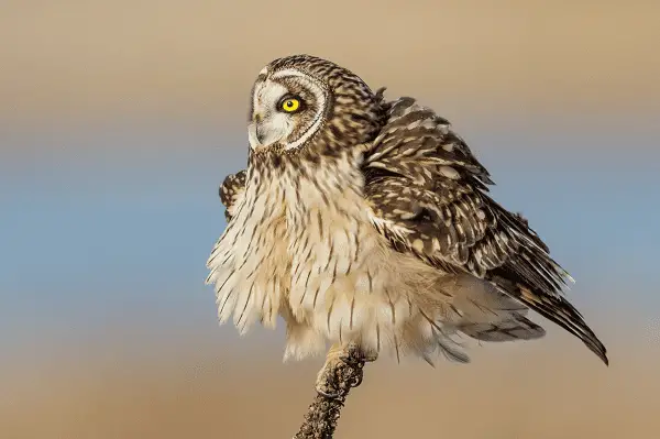 Short-eared Owl