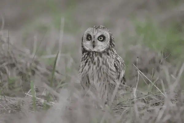 Short-eared Owl