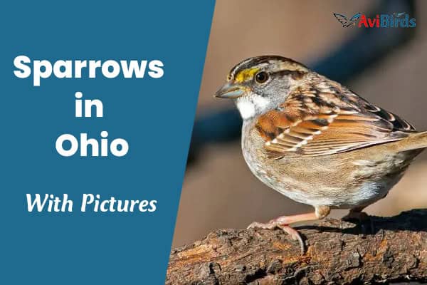 Sparrows in Ohio