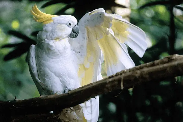 Sulphur-crested Cockatoo