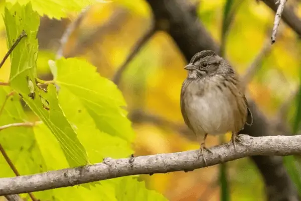 Swamp Sparrow