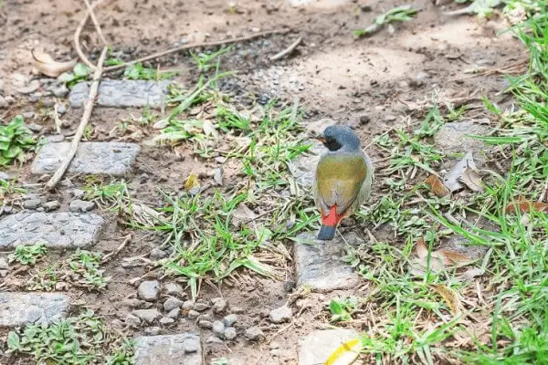 Swee Waxbill