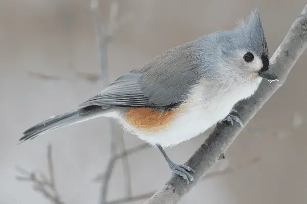 Tufted Titmouse