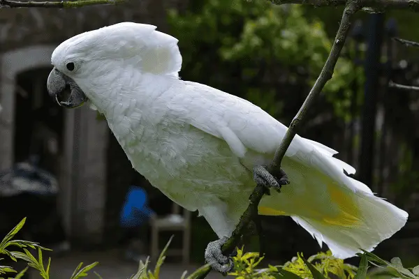 White Cockatoo