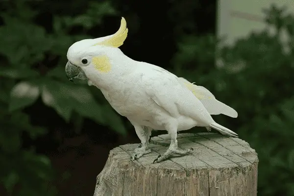 Yellow-crested Cockatoo