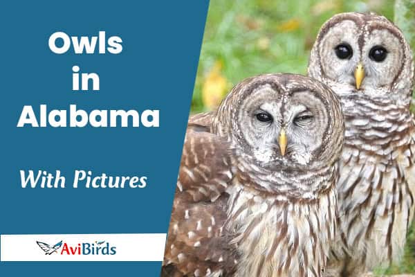 owls in alabama