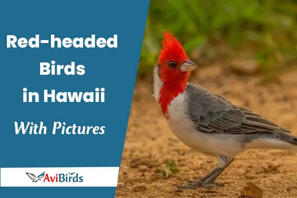 red-headed birds in hawaii