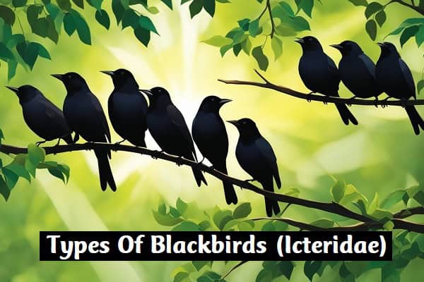 Blackbirds (Icteridae)